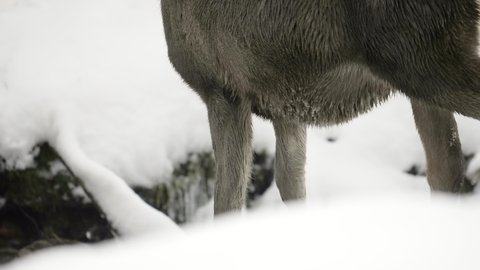 Panning From The Legs Of A Female Deer Up To Her Head As She Turns Her Head And Looks Straight Into The Camera, With A Winter Snow Background - Erfurt, Germany