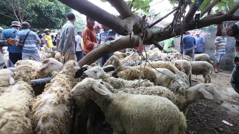 Sheep ,domba or lamb in animal markets to prepare sacrifices on Eid al-Adha at the animal market in Purbalingga, Central Java, Indonesia.May 21, 2021