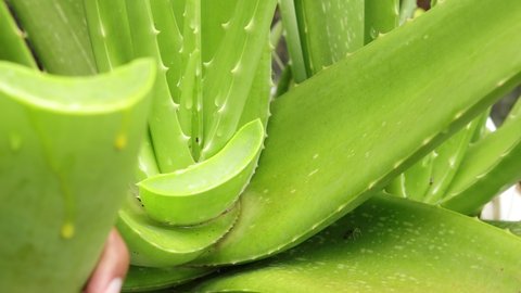 Aloe vera is tropical green plants tolerate hot weather. Aloe vera is a very useful herbal medicine for skin care and hair care that can be used as treatment. fresh leaves of the aloe vera are cutting