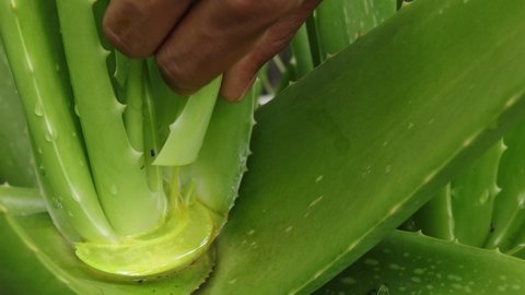 Aloe vera is tropical green plants tolerate hot weather. Aloe vera is a very useful herbal medicine for skin care and hair care that can be used as treatment. fresh aloe vera leaves are extracted.