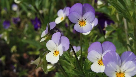 Pansy flowers blooming in the sun, closeup video footage