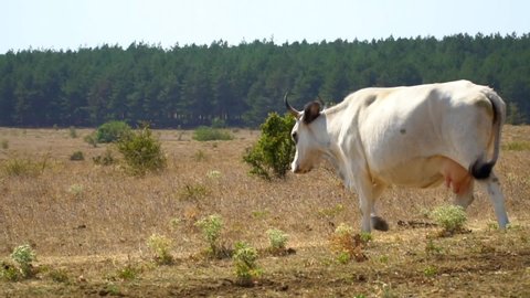 A wild white cow grazes in a field and meadow with full udders. A cow walks on a sunny day. Livestock and pet. Cattle. A cow and a bull, a whole herd is grazing. High quality FullHD footage