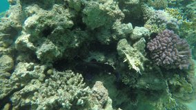 4К coral reef fish diving close up video