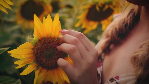 Closeup portrait tender lovely beautiful female hands. Fingers tear yellow fairytale sunflower petals. Backdrop natural landscape, flowering field, green leaves, blonde woman braid, charming neckline