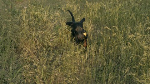 Black color puppy of weiner dog is searching for something and enjoying the lea field on the sunset or sunrise. Run to the camera through green grass. High quality video.