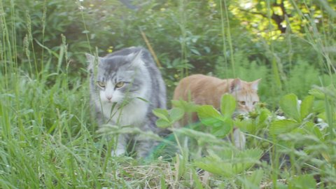 two beautiful cats walking in garden in green grass, pets walking on nature, lovely animals