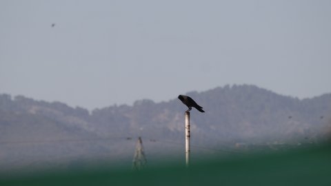 A crow sitting on a water pipe.