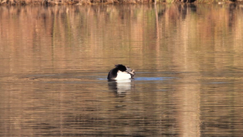 Tufted Duck flapping wings ( Aythya fuligula )	