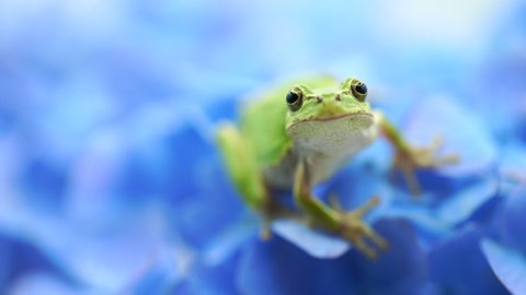 Shooting hydrangea and rain frog with macro lens