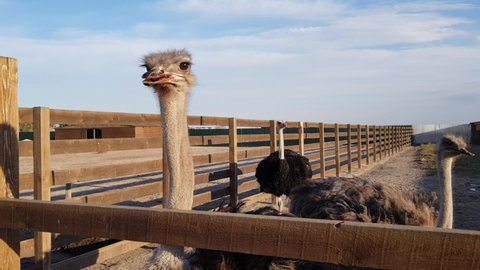 Ostrich on farm. Growing ostriches