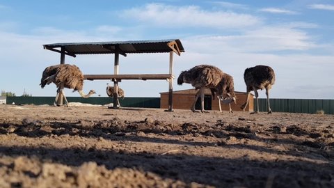 Ostriches behind a wooden fence. Ostriches roam freely