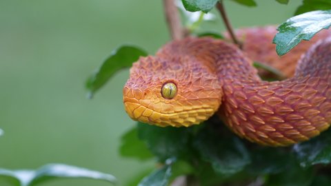 Venomous Bush Viper snake flicking it's tongue (Atheris squamigera) -4K