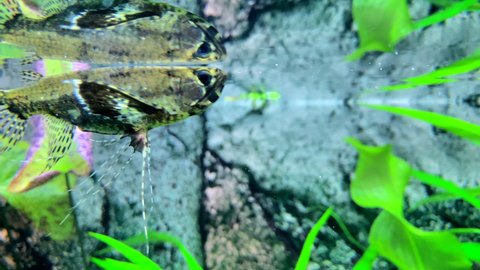 水槽 熱帯魚 の動画素材 4k Hd動画クリップ Shutterstock 水槽 熱帯魚 の動画素材 4k Hd動画クリップ Shutterstock