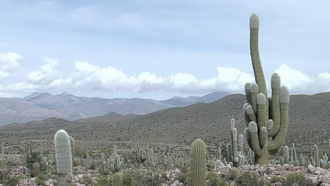 Cactus near the Pucara of Tilcara Pre-inca Ruins, Quebrada de Humahuaca, Jujuy Province, Argentina, South America.  