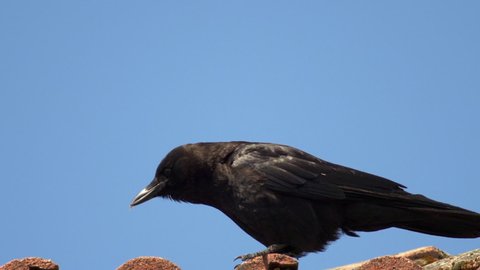 Jungle Crow (Corvus Macrorhynchos Japonensis, Corvus Japonensis), Sitting On Ceramic Roof Against Blue Sky. - Close Up Shot