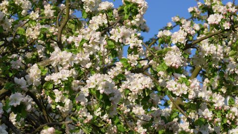 Close up view 4K stock video footage of blossoming and flowering with white and pink cute flowers apple fruit tree growing in sunny sunset spring garden. Abstract natural eco spring time background