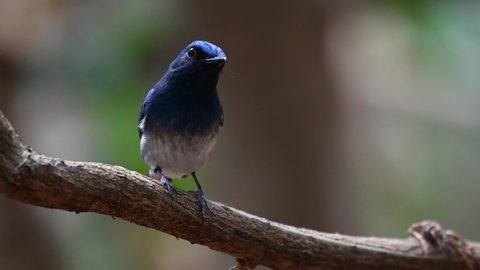 Hainan blue Flycatcher, Cyornis hainanus, 4K Footage; perched on a swinging big vine in the forest, Kaeng Krachan National Park, Thailand. Looks towards the camera, to the right and back.