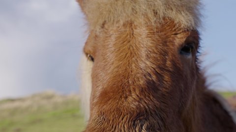 Close-up in slow motion of an Icelandic horse opening his mouth and showing the teeth.