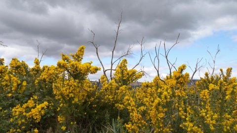 Flowering Gorse Bushes Under Clouded Sky In The Wicklow Mountains In Ireland. - Static Shot
