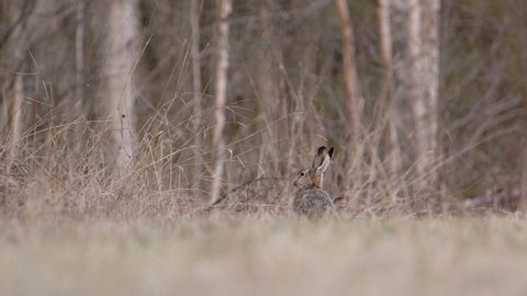 A European brown hare sniffing the air in a forest in Sweden, wide shot