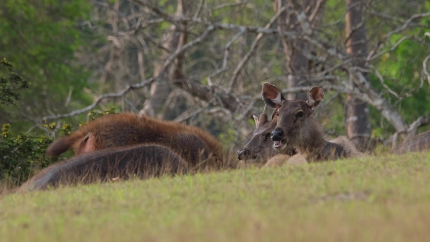 Sambar, Rusa unicolor, Thailand; female deer resting on the grass together with some young male, a social gathering just before dark after they have eaten so much grass for the day.