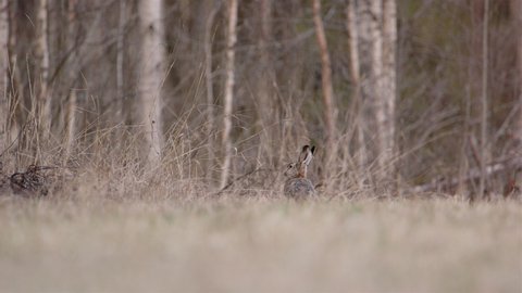 A European brown hare sniffing the air in a forest in Sweden, wide shot zoom in