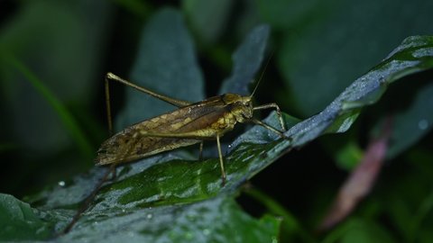 Katydid, Bush Cricket, Tettigoniidae, 4K Footage; side view on a wide leaf with frosty dew in a cold winter night then ites away to hide at the back, Kaeng Krachan National Park, Thailand.