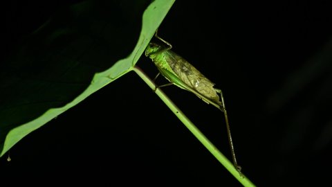 Katydid, Bush Cricket, Tettigoniidae, 4K Footage; seen in the middle of the night under a big wide leaf, an insecting away from its eye as it glitters, Kaeng Krachan National Park, Thailand.