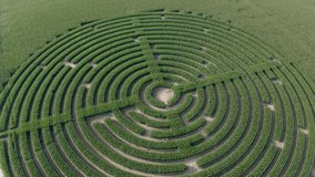 Smooth steady pull out a a Labyrinth cut into a field of Corn. Geometric fun shapes filmed with a drone. 