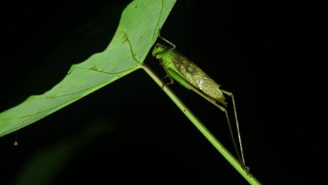 Katydid, Bush Cricket, Tettigoniidae, 4K Footage; seen under a wide green leaf in the middle of the night, an insect flies in front of the frame, Kaeng Krachan National Park, Thailand.