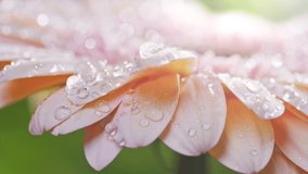 Delicate beige gerbera flower with drops of morning dew on petals. Drops of water fall on pink daisy gerbera and roll down the petals. Green natural background, light bokeh circles, slow motion - Powered by Shutterstock - Get 15% off with code: PIKWIZARD15