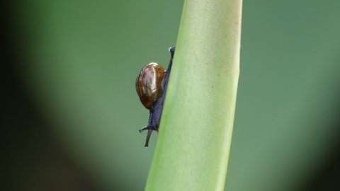 snail crawling through aloe vera leaf. Landouria menorehensis or Javanese snail is endemic animal or only has distribution in certain areas in Java. The main food is small leaves. a shelled gastropod