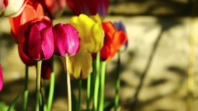 Detail of tulip flowers garden video