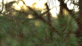 Blurry abstract 4k video background of defocused green pine trees branches isolated on sunny sunset sky backdrop with soft sparkling evening sun light through foliage