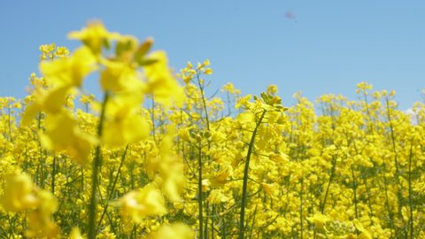 Yellow Flower Blossom Rapeseed Canola Agriculture Field. Beautiful Blooming Rapeseed Field Blue Sky in Springtime. Slow Motion. Close up of Yellow Flowers of Rape on Canola Background Blue Sky. 