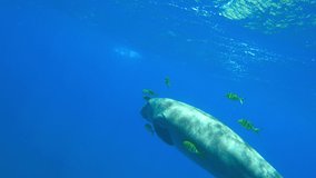 Epic Video Dugong Swims In the Sea. Amazing Footage Manatee Floats to the Surface Of the Water