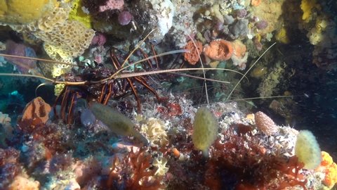 Crayfish or Western Rock Lobsters on a reef just  offshore of Perth, WA - very popular for divers to hunt.