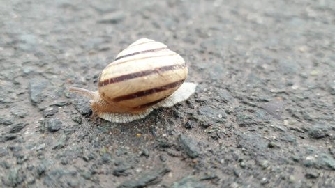 a snail hides in a shell on the asphalt after the rain