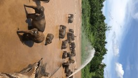 elephants, elephants having bath in the river in Sri Lanka, Asia. Wild animals concept vertical video. Animal orphanage in Sri Lanka. 