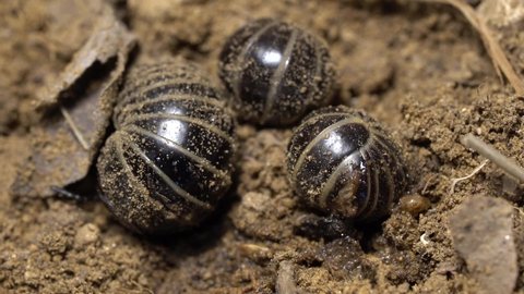 Common pillbug or sow bug, Armadillidium in the soil, one of them crawl out of frame.