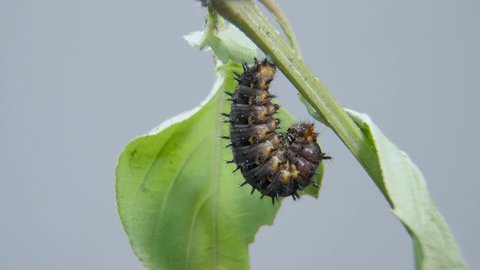 Blue Pansy Caterpillar ready going into cocoon, pupa or chrysalis. Time lapse shot of caterpillar undergoes metamorphosis