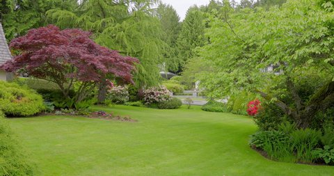 Establishing shot of nice outdoor landscape with green lawn, red maple tree and green background in Vancouver, Canada, North America. Overcast. Day time on May 2021. Still camera view. ProRes 422 HQ.