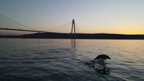 Dolphins and Yavuz Sultan Selim Bridge Beykoz Istanbul Turkey