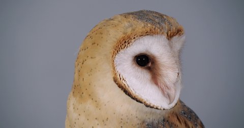 Beautiful barn owl on grey background, closeup
