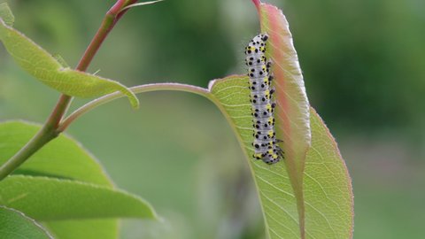 A beautiful colored caterpillar on a leaf of a pear seedling.