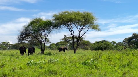 4K Majestic footage of three African elephants waving ears under trees in indigenous prairie environment in Tarangire National Nature Park in Tanzania. Animals in wild concept.