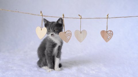 Young gray cat sits playing with paw with a garland of wooden hearts on a white background. Celebrating Valentine's Day. A gift with love. A cute little pet. Funny animal kids. lifestyle of pets.