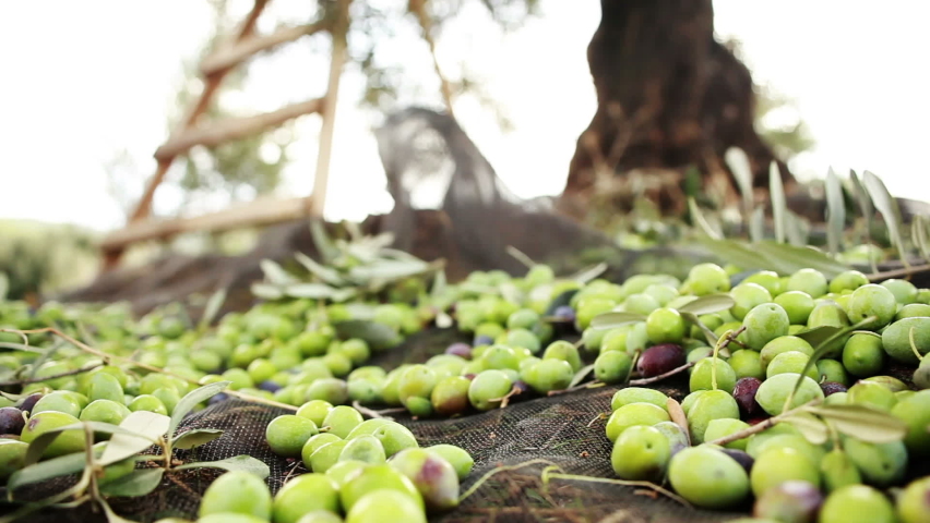Green Olives Falling From Olive Tree Harvest Royalty-Free Stock Footage #1073583629
