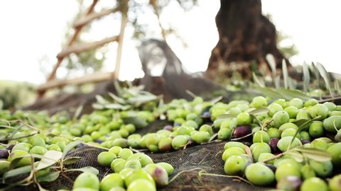 Green Olives Falling From Olive Tree Harvest