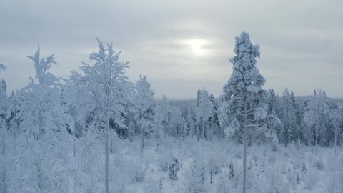 Aerial drone footage of the Lapland forests during the harsh polar winter. Icy trees.